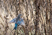 Mountain Bluebird